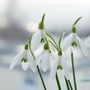 Voir la diapositive 4 : PLANT IN A BOX Perce-neige - Set de 50 - Galanthus elwesii - Bulbes à fleurs - Blanc