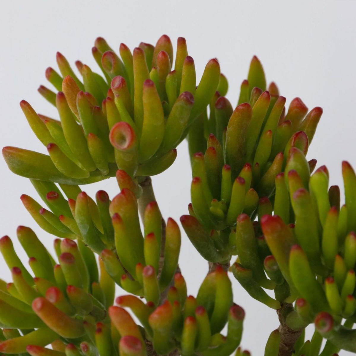 PLANT IN A BOX Arbre de jade - Crassula ovata 'Hobbit' - Hauteur 10-20cm - ⌀12cm
