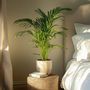 Voir la diapositive 4 : PLANT IN A BOX Palmier areca - Set de 2 - Dypsis lutescens - Hauteur 100-120cm - ⌀21cm