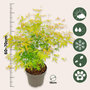 Voir la diapositive 2 : PLANT IN A BOX Érable du Japon - Acer palmatum 'Orange Lace' - Hauteur 60-70cm - ⌀19cm