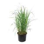 PLANT IN A BOX Calamagrostide - Calamagrostis 'Karl Foerster' - Hauteur 40-60cm - ⌀23cm