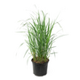 Voir la diapositive 1 : PLANT IN A BOX Calamagrostide - Calamagrostis 'Karl Foerster' - Hauteur 40-60cm - ⌀23cm