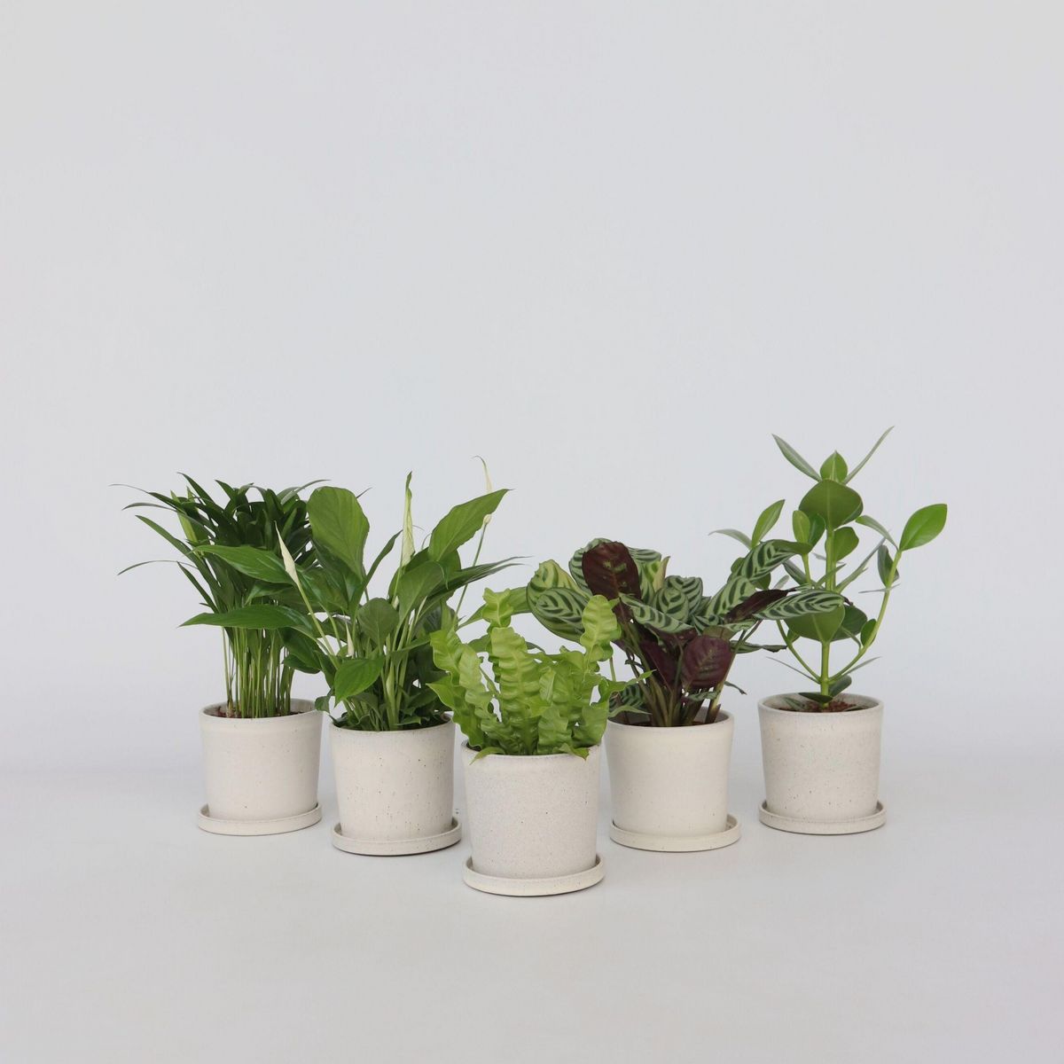 PLANT IN A BOX Mélange de plantes purificatrices d'air - Set de 5 - Hauteur 25-40cm - ⌀12cm