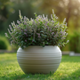 Voir la diapositive 4 : PLANT IN A BOX Buisson de Véronique - Set de 6 - Hebe pinguifolia - Hauteur 15-20cm - ⌀10,5cm