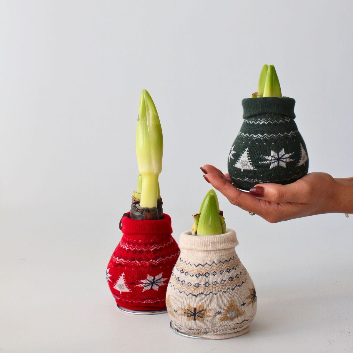 PLANT IN A BOX Amaryllis - Set de 3 - Hippeastrum 'Christmas Sweater' - Bulbe de fleur - Rouge