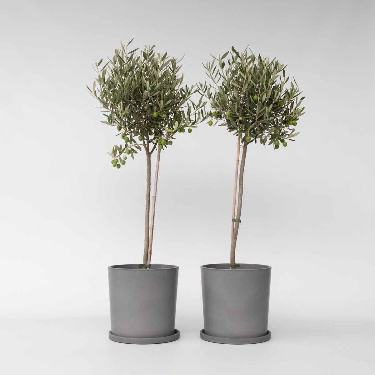 PLANT IN A BOX Olivier - Set de 2 - Olea europaea - Hauteur 80-90cm - ⌀19cm