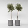 Voir la diapositive 6 : PLANT IN A BOX Olivier - Set de 2 - Olea europaea - Hauteur 80-90cm - ⌀19cm