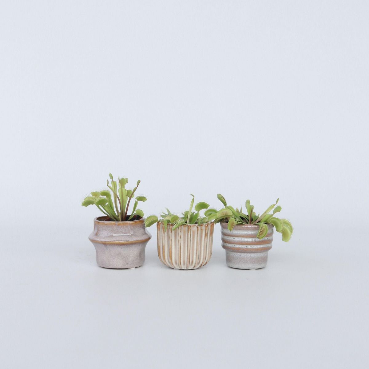 PLANT IN A BOX Vénus attrape-mouches - Set de 3 - Dionaea muscipula - Hauteur 5-15cm - ⌀5,5cm