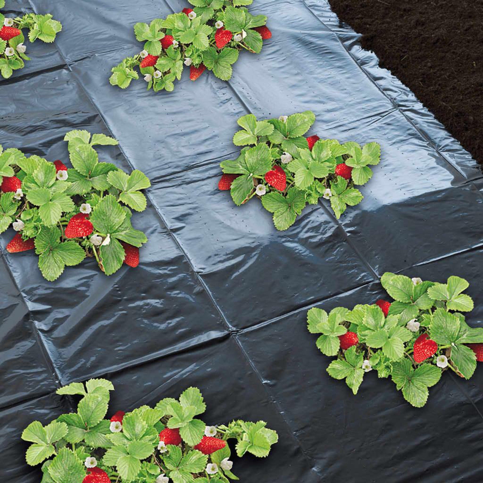Voir la diapositive 2 : NATURE Nature Feuille de paillis pour fraises 1,4 x 20 m 6030231