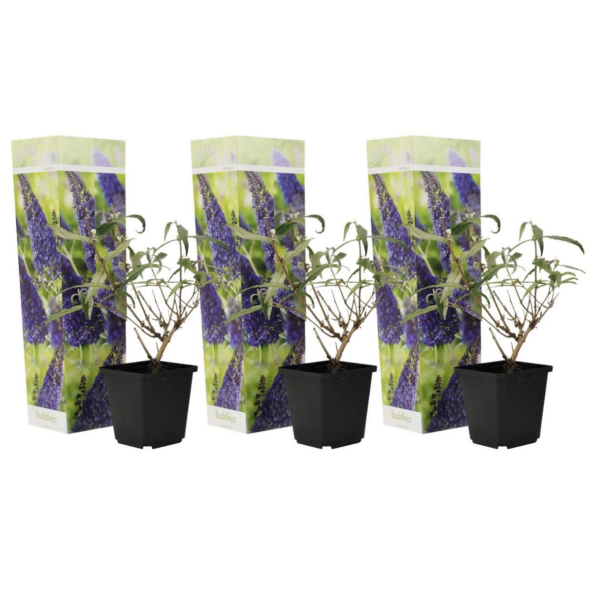PLANT IN A BOX Arbre à papillons - Set de 3 - Buddleja davidii 'Nanho Blue' - H25-40cm - ⌀9cm