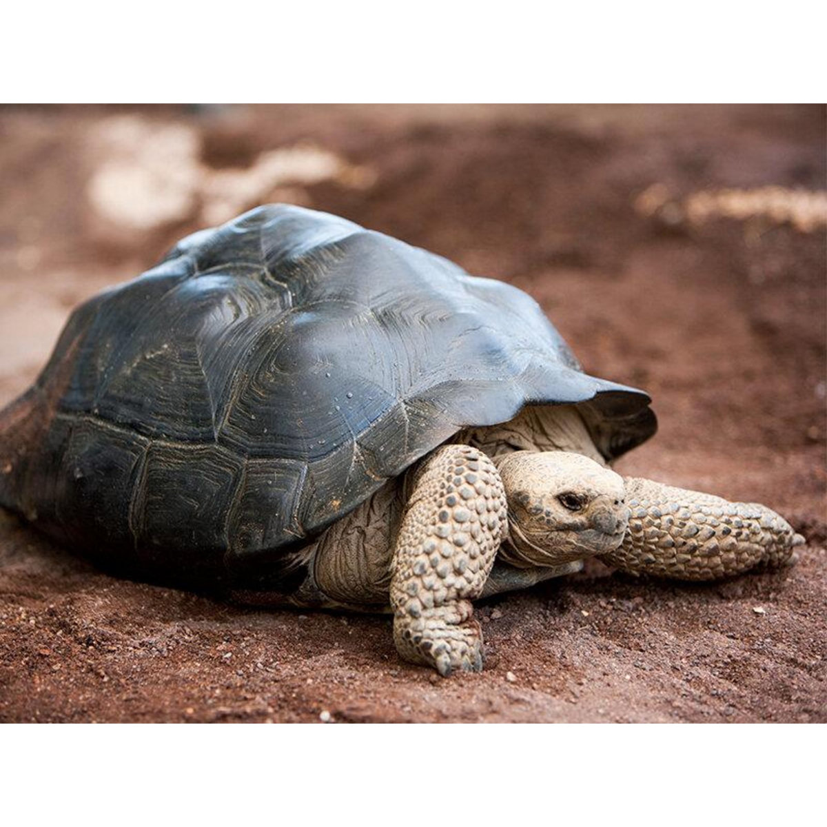 Smartbox Découverte près de Montélimar : 1 entrée adulte et 1 entrée enfant pour La Ferme aux Crocodiles - Coffret Cadeau Sport & Aventure