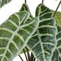 Voir la diapositive 2 : ATMOSPHERA Plante Artificielle Alocasia  Soleya  43cm Vert
