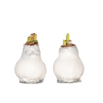 PLANT IN A BOX Amaryllis - Hippeastrum 'Wax White' - Bulbe de fleur - Rouge