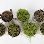 Voir la diapositive 3 : PLANT IN A BOX Cactus corail mix - Rhipsalis - Lot de 6 - Hauteur 15-20 cm - Pot 12 cm