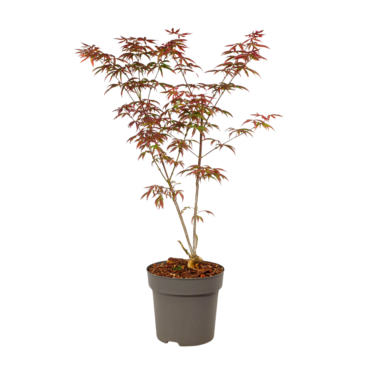 PLANT IN A BOX Érable du Japon - Acer palmatum 'Starfish' - Hauteur 60-70cm - ⌀19cm