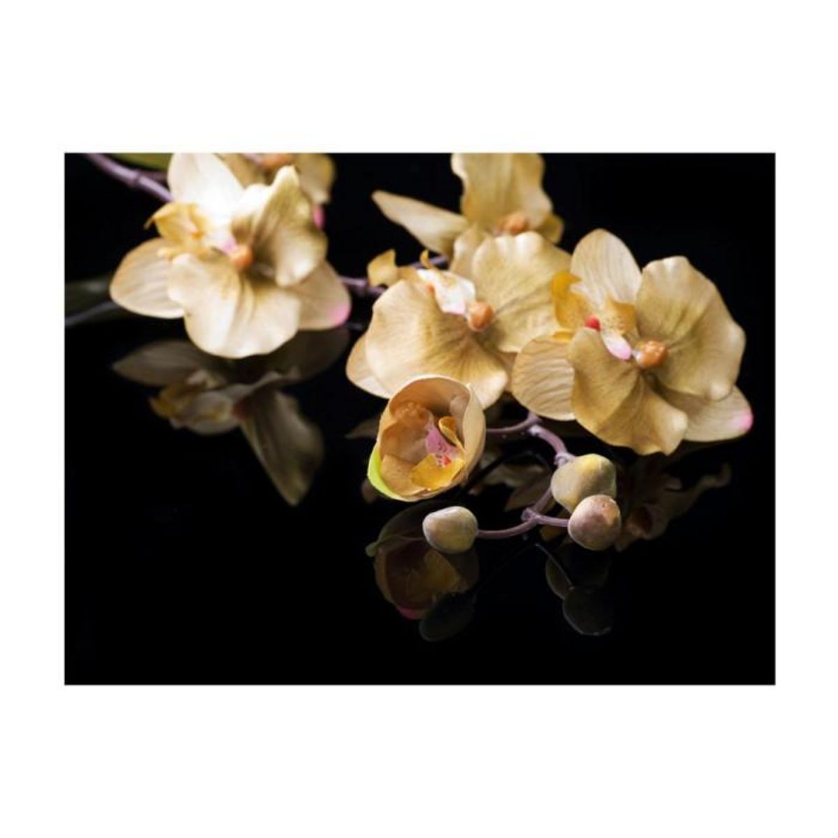 Paris Prix Papier Peint  Orchids in Ecru Color