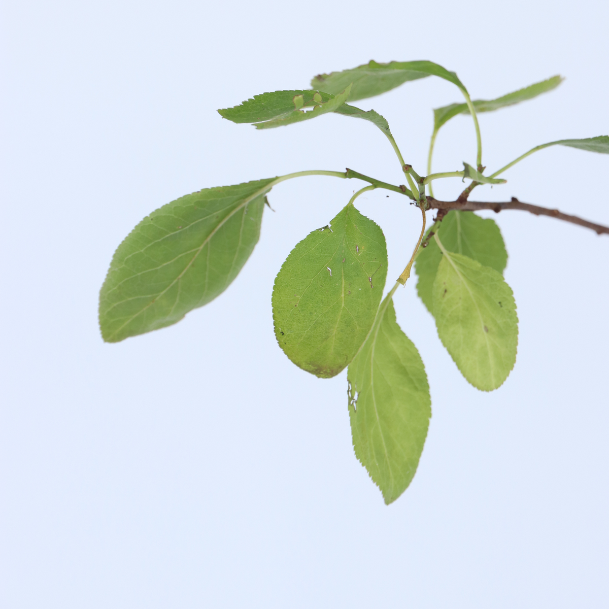 PLANT IN A BOX Prunier - Prunus domestica 'Opal' - Hauteur 90-100cm - ⌀21cm