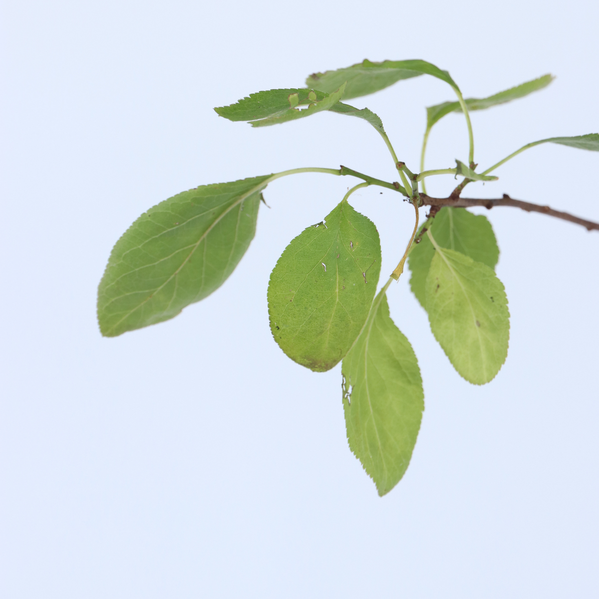 PLANT IN A BOX Prunier - Prunus domestica 'Opal' - Hauteur 90-100cm - ⌀21cm