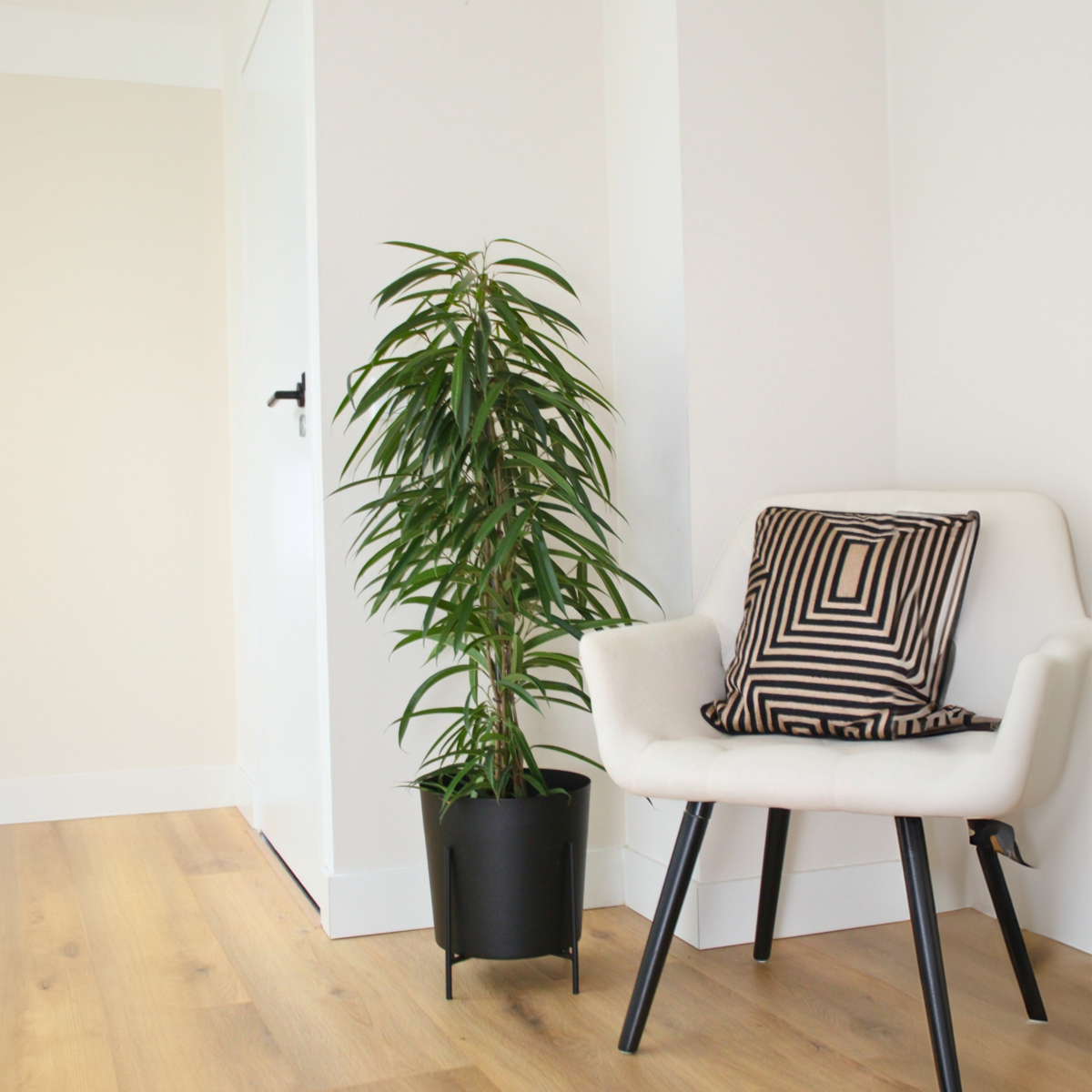 PLANT IN A BOX Ficus pleureur - Ficus binnendijkii - Hauteur 100-110cm - ⌀21cm