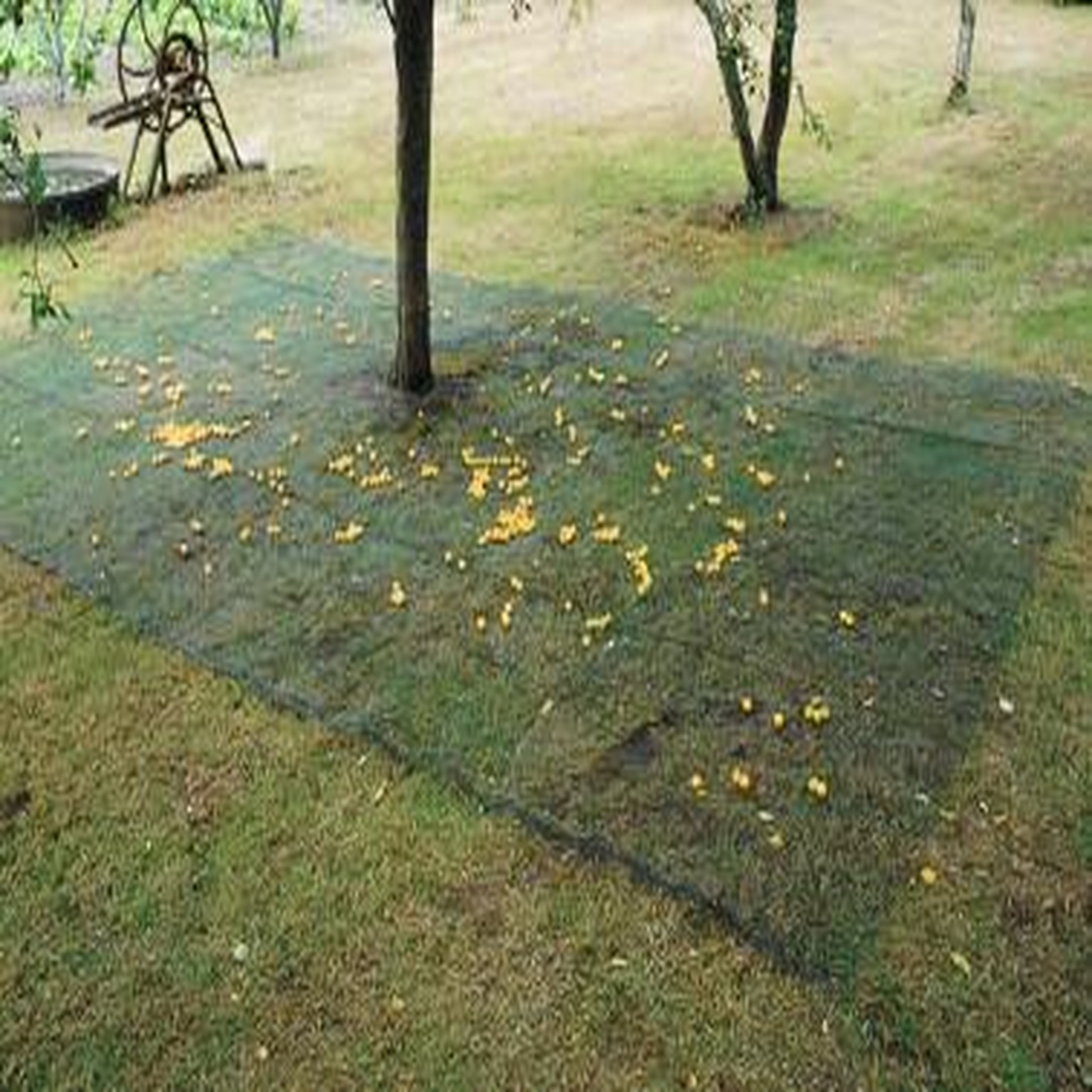 Nortene Filet de ramassage 4 x 6 m CAPTANET