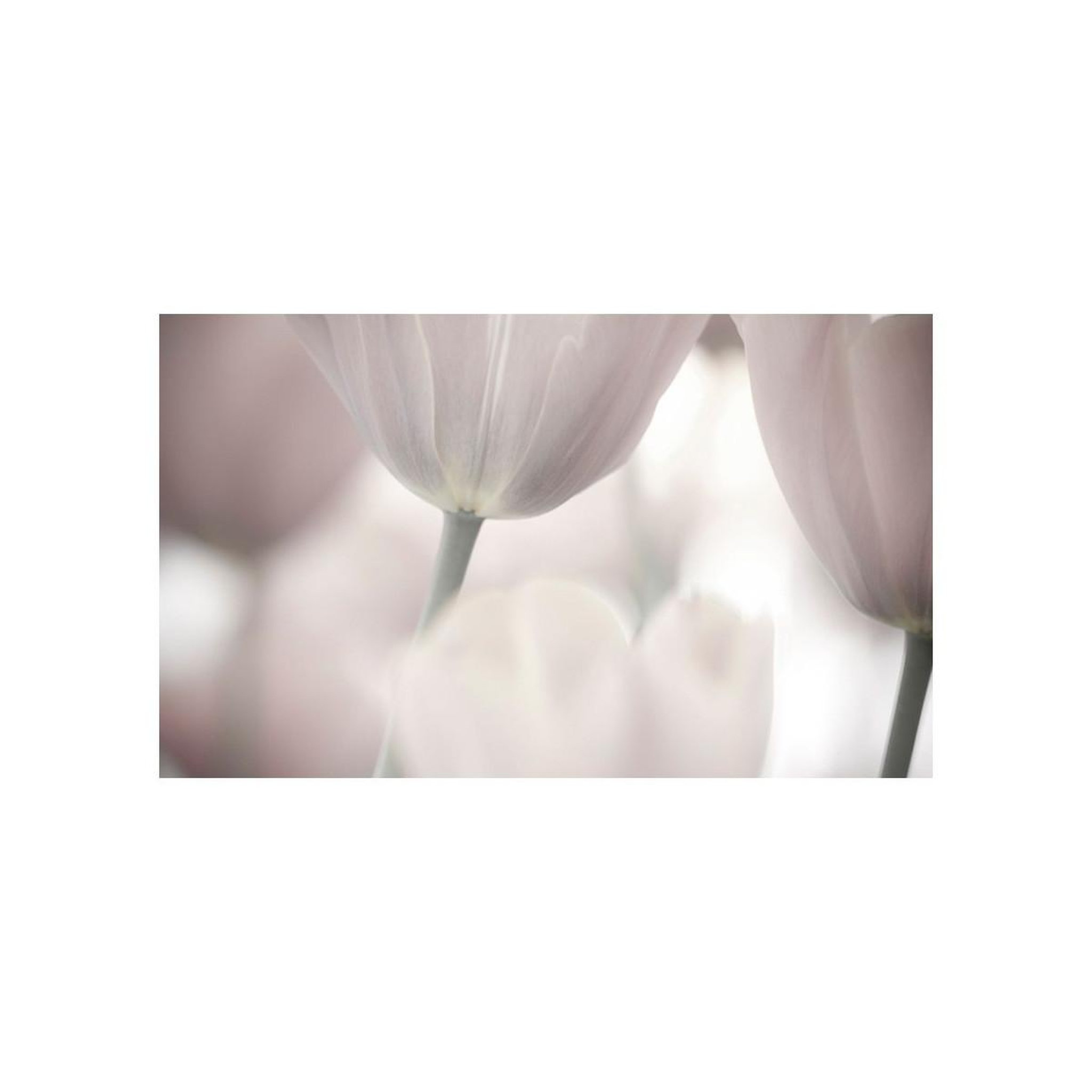 Voir la diapositive 2 : Paris Prix Papier peint  tulips fine art black & white ii  270x450cm
