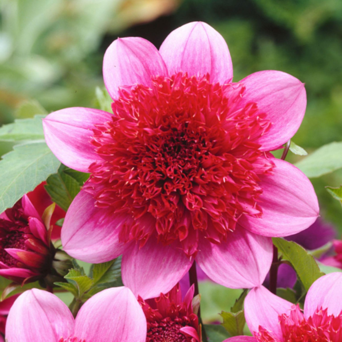 PLANT IN A BOX Dahlias - Set de 3 - Dahlia 'Blue Bayou' - Bulbes à fleurs