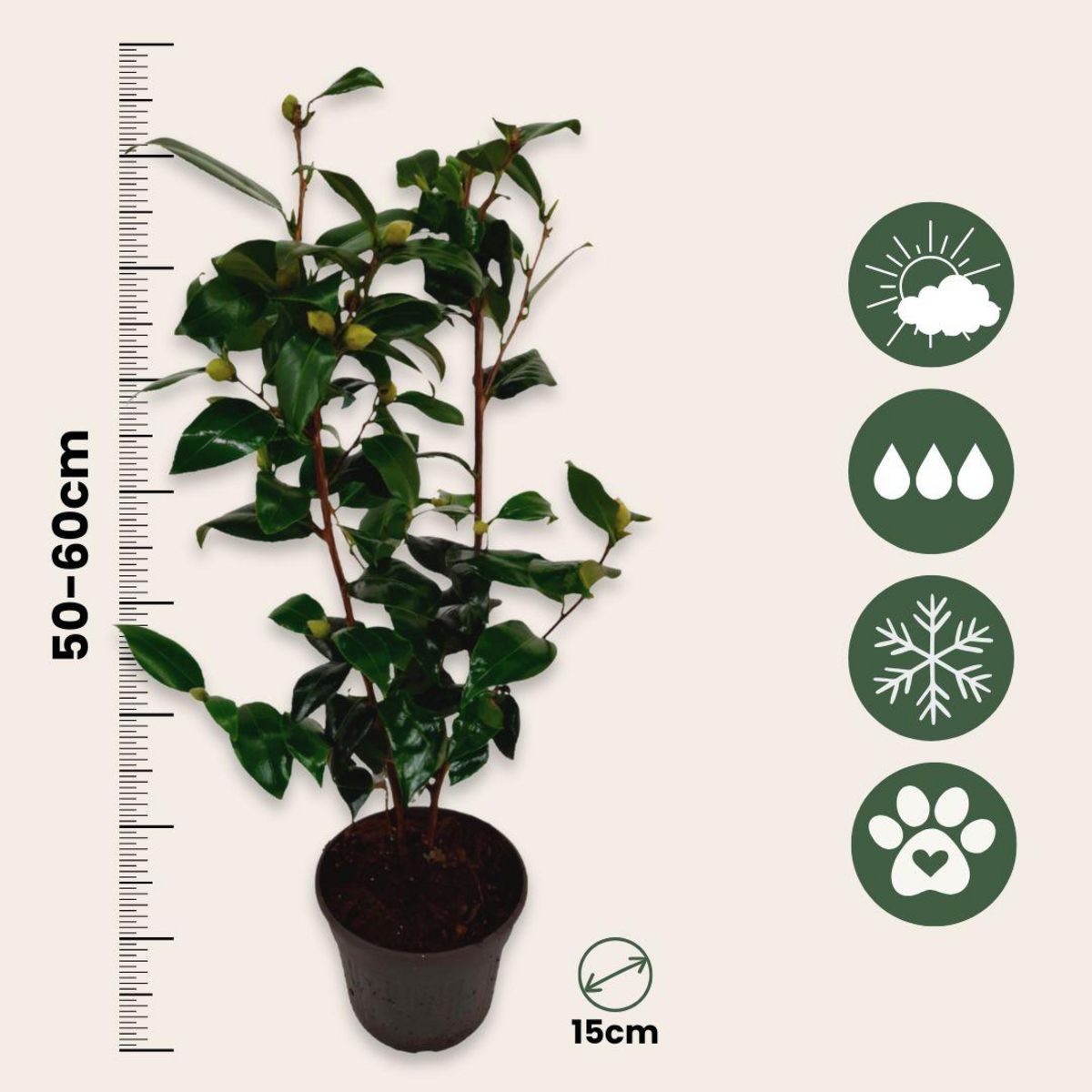 PLANT IN A BOX Camélia - Set de 2 - Camellia japonica 'Brush Field' - Hauteur 50-60cm - ⌀15cm