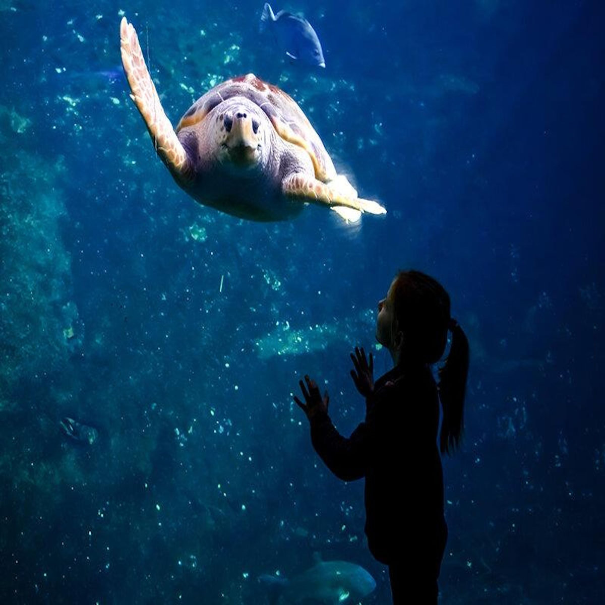 Smartbox Sortie en famille : entrées pour 2 adultes et 2 enfants à l'aquarium Nausicaá en basse saison - Coffret Cadeau Sport & Aventure