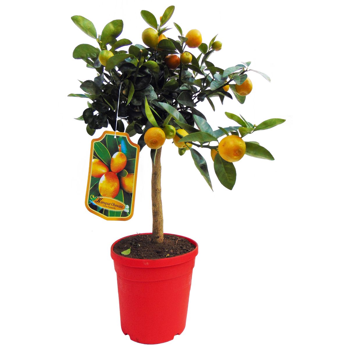 AGRUMES MIX 4L PETITE TIGE POT 18CM 