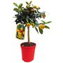 Voir la diapositive 2 : AGRUMES MIX 4L PETITE TIGE POT 18CM 