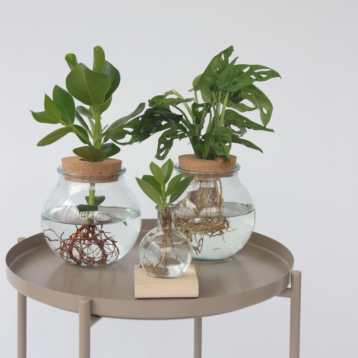 PLANT IN A BOX Plante à trous - Monstera adansonii 'Monkey Mask' - Hauteur 25-35cm - ⌀20cm