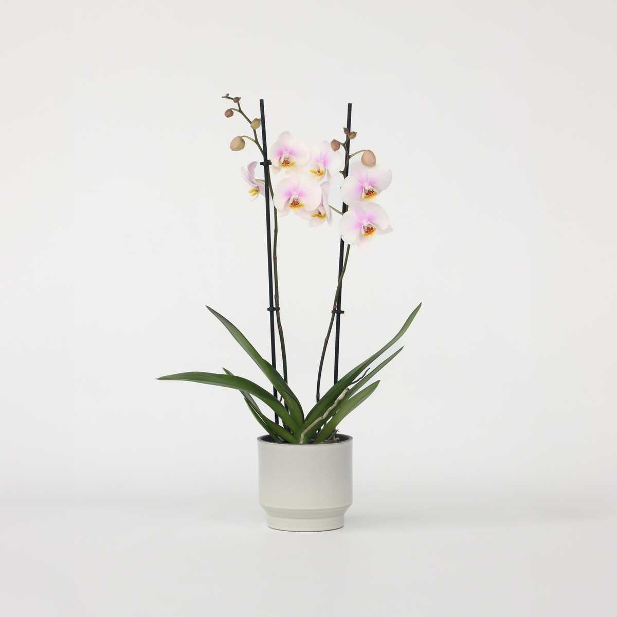 PLANT IN A BOX Orchidée papillon - Phalaenopsis - Hauteur 50-60cm - ⌀12cm