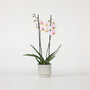 Voir la diapositive 5 : PLANT IN A BOX Orchidée papillon - Phalaenopsis - Hauteur 50-60cm - ⌀12cm