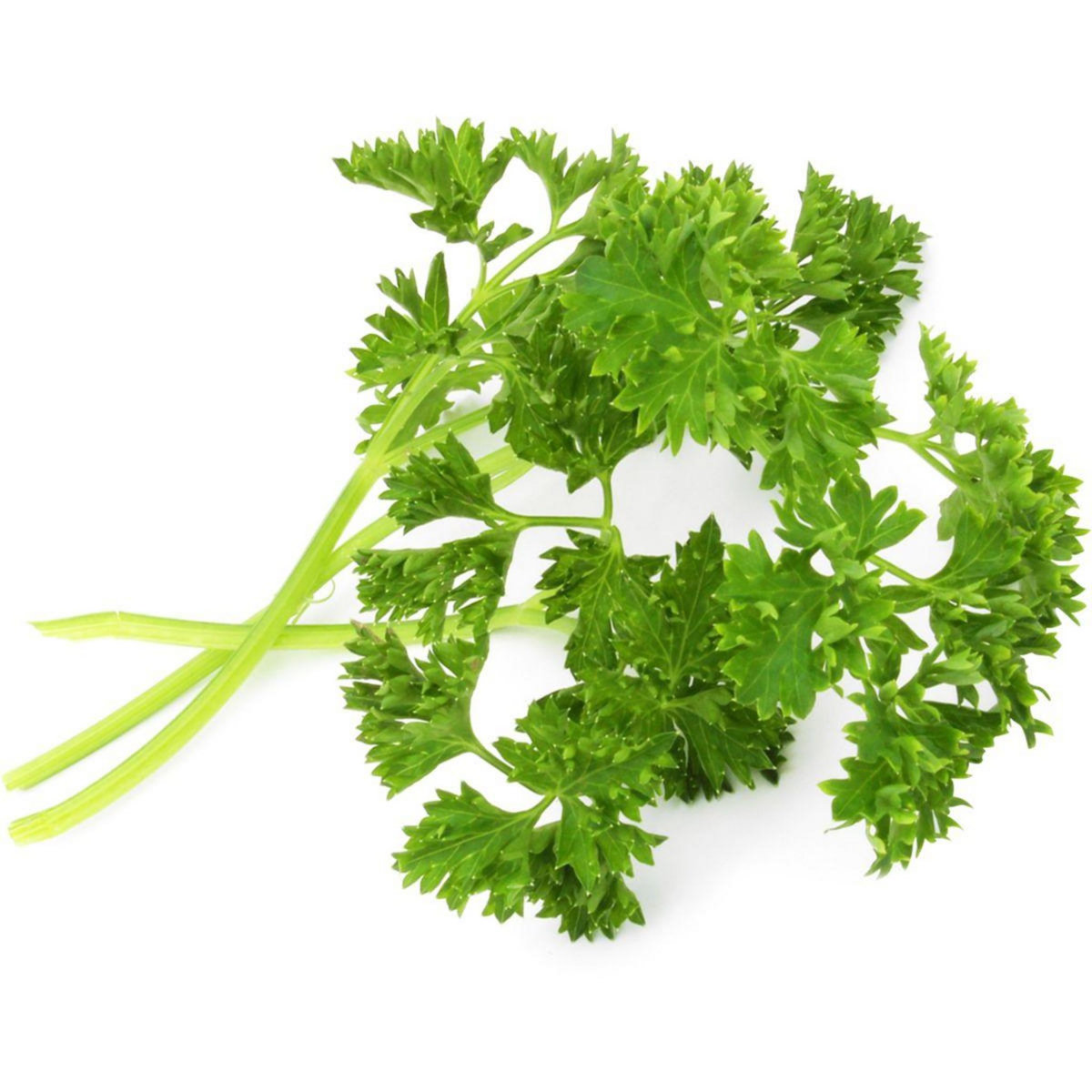 VERITABLE Recharge jardin d'intérieur Persil frisé BIO