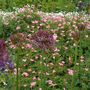 Voir la diapositive 4 : PLANT IN A BOX Ail - Set de 30 - Allium 'Christophii' - Bulbes à fleurs - Violet