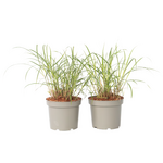 PLANT IN A BOX Roseau de Chine - Set de 2 - Miscanthus sinensis 'Red Chief' - H40-60cm - ⌀23cm