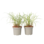Voir la diapositive 1 : PLANT IN A BOX Roseau de Chine - Set de 2 - Miscanthus sinensis 'Red Chief' - H40-60cm - ⌀23cm
