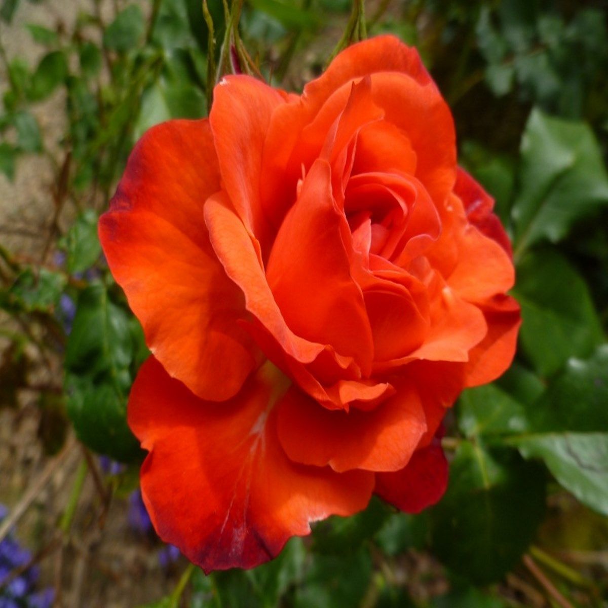 Rosier buisson Orange Sensation