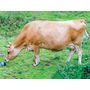 Voir la diapositive 3 : Smartbox Séance de golf originale parmi les animaux en Normandie - Coffret Cadeau Sport & Aventure