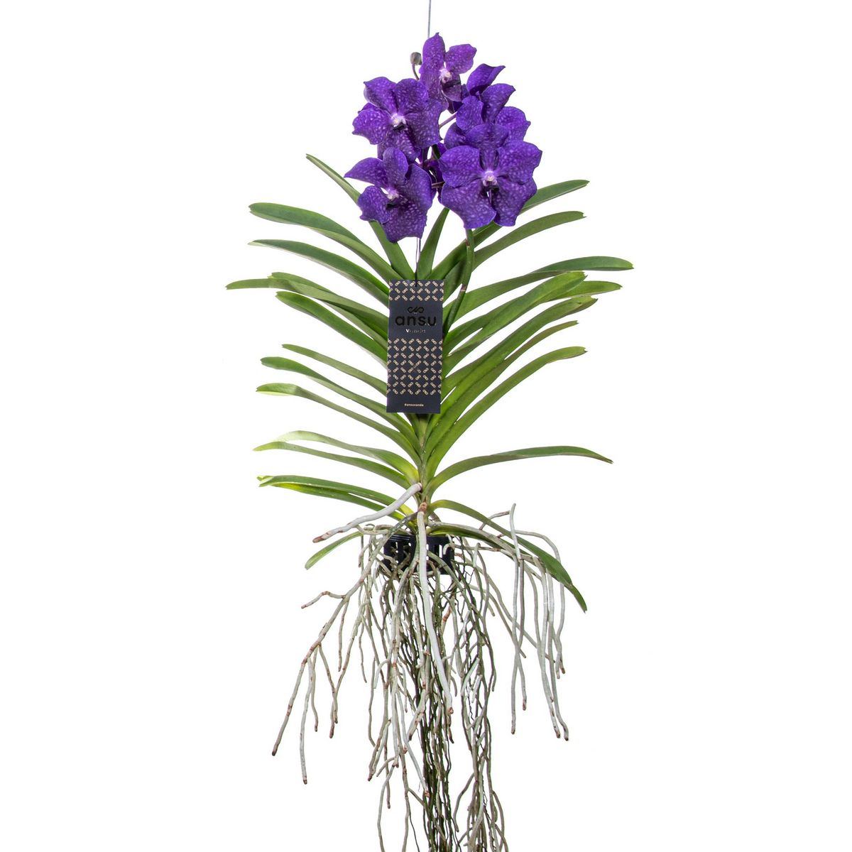 PLANT IN A BOX Orchidée - Vanda 'Blue' - Hauteur 55-65cm