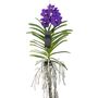 Voir la diapositive 1 : PLANT IN A BOX Orchidée - Vanda 'Blue' - Hauteur 55-65cm
