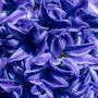 Voir la diapositive 3 : PLANT IN A BOX Jacinthe - Set de 25 - Hyacinthus 'Blue Trophy' - Bulbes à fleurs - Bleu