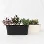 Voir la diapositive 6 : PLANT IN A BOX Buisson de Véronique - Set de 6 - Hebe pinguifolia - Hauteur 15-20cm - ⌀10,5cm