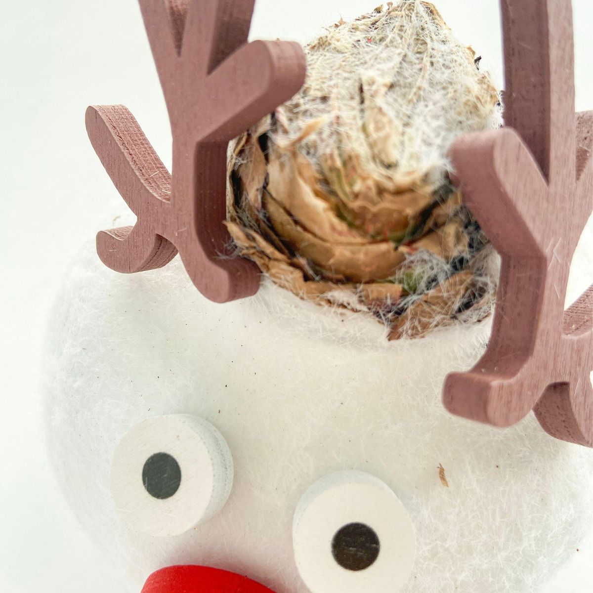 PLANT IN A BOX Amaryllis - Lot de 2 - Hippeastrum 'Spécial Cire Mix'