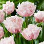 Voir la diapositive 4 : PLANT IN A BOX Tulipe - Set de 25 - Tulipa 'Dreamer' - Bulbes à fleurs - Rose