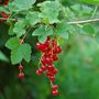 Voir la diapositive 5 : PLANT IN A BOX Groseillier à grappes - Lot de 3 - Ribes rubrum - Hauteur 25-40cm - ⌀9cm