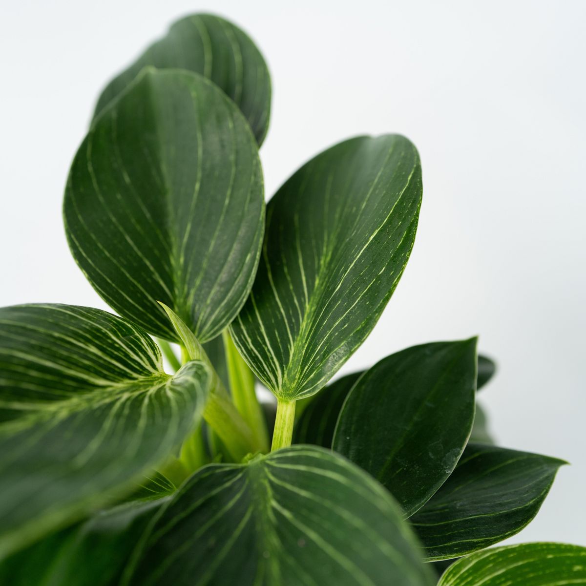 PLANT IN A BOX Plante verte - Philodendron 'White Wave' - Hauteur 25-40cm - ⌀12cm