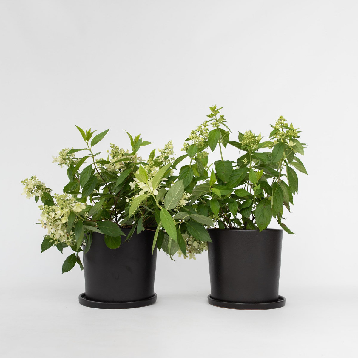 PLANT IN A BOX Hortensia - Set de 2 - Hydrangea paniculata 'Confetti' - Hauteur 25-40cm - ⌀19cm