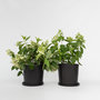 Voir la diapositive 5 : PLANT IN A BOX Hortensia - Set de 2 - Hydrangea paniculata 'Confetti' - Hauteur 25-40cm - ⌀19cm