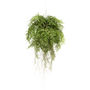 Voir la diapositive 1 : EMERALD Emerald Fougere artificielle suspendue avec racines 55 cm